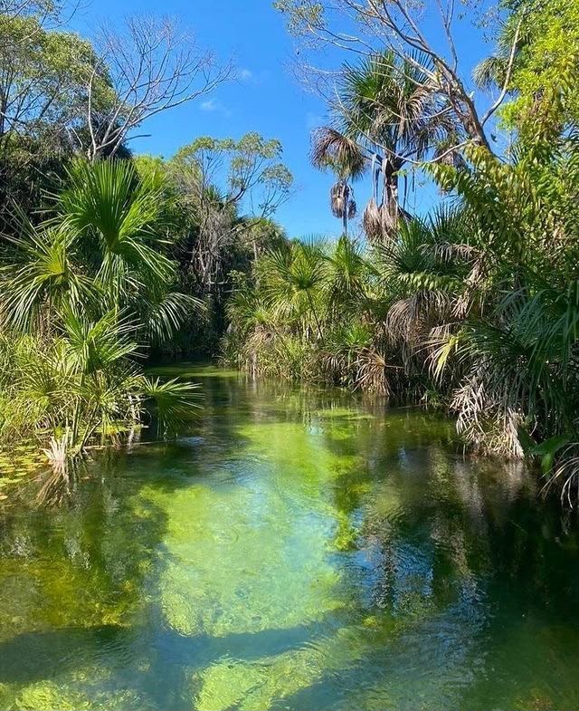 Rio da Cardosa cercado por vegetação nativa